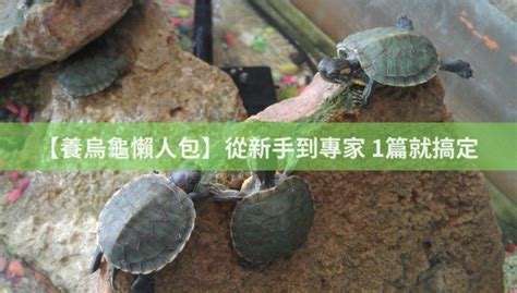 家裡來烏龜|【養烏龜懶人包】：從新手到專家，1篇就搞定